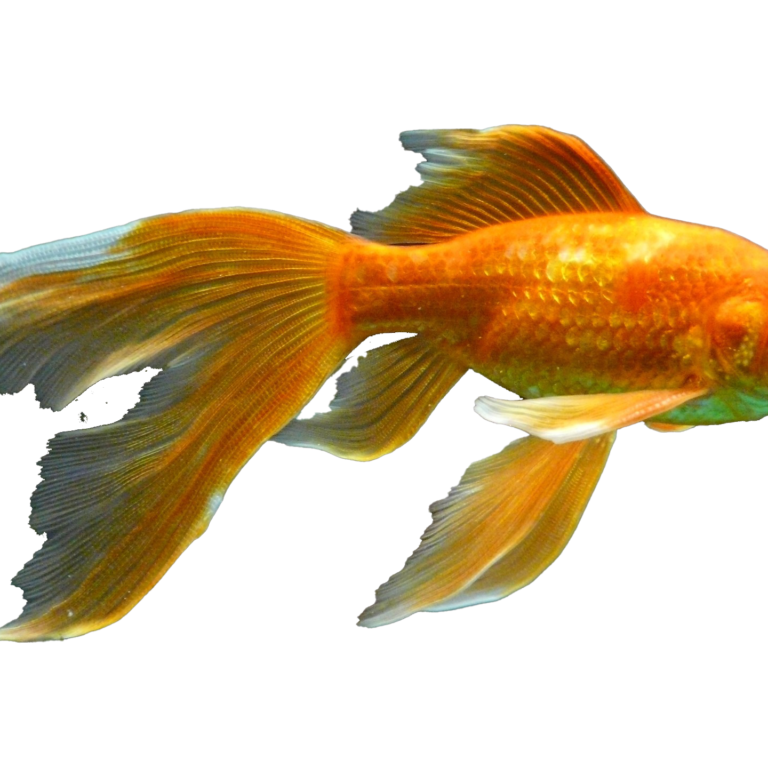 GOLD FISH 6