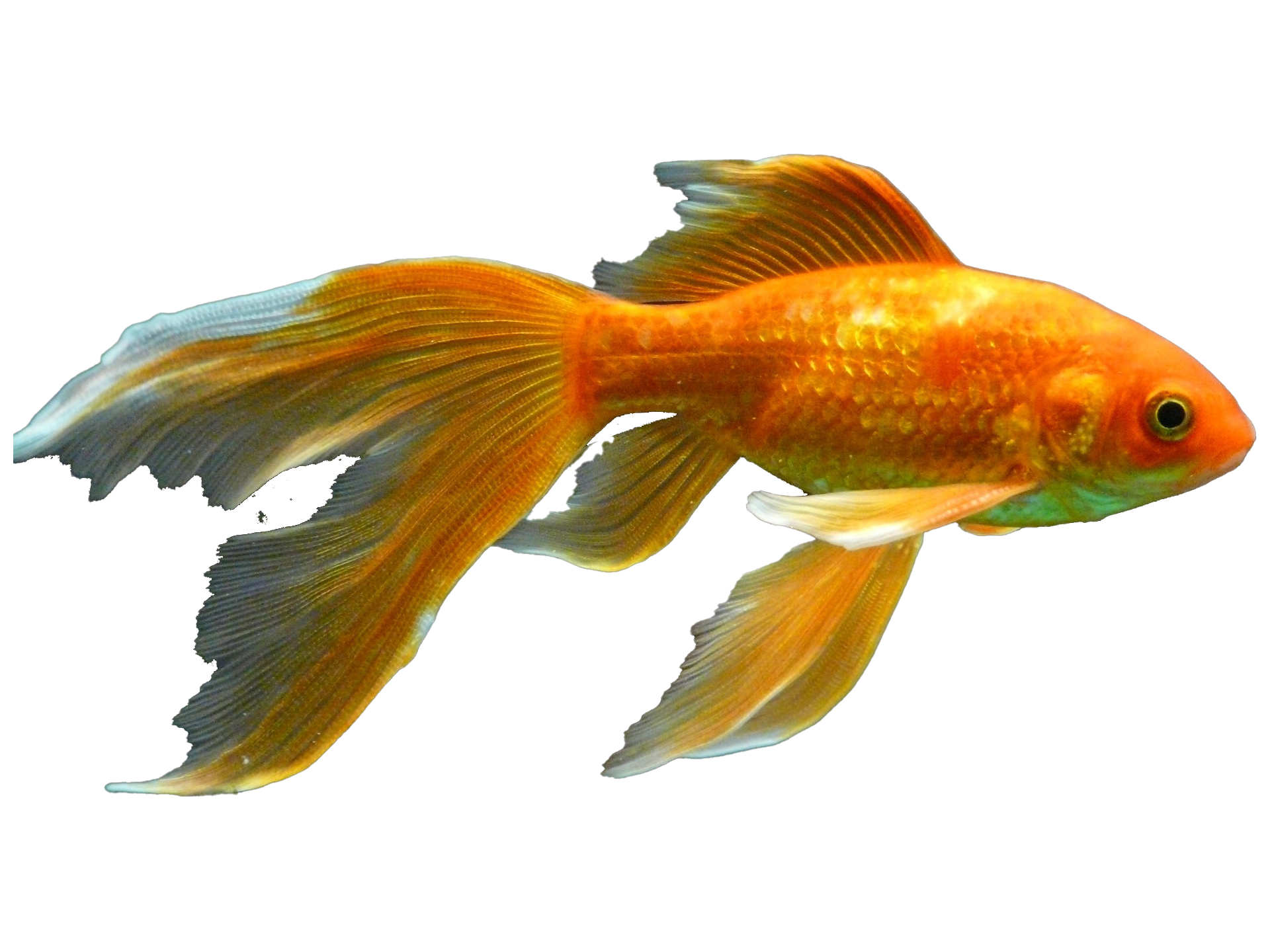 GOLD FISH 6