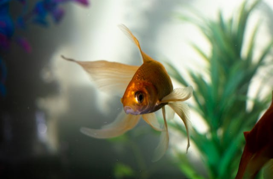 goldfish blog 01