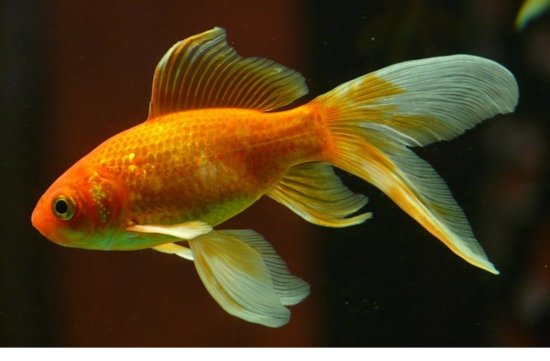 goldfish blog