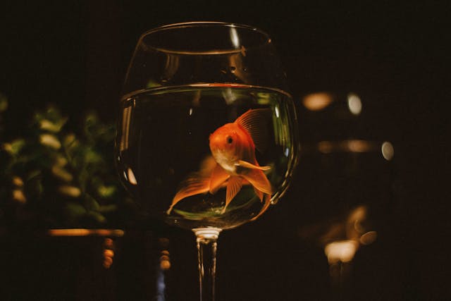 gold fish image